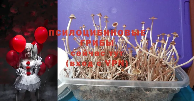 Псилоцибиновые грибы Psilocybe  как найти наркотики  Апатиты 